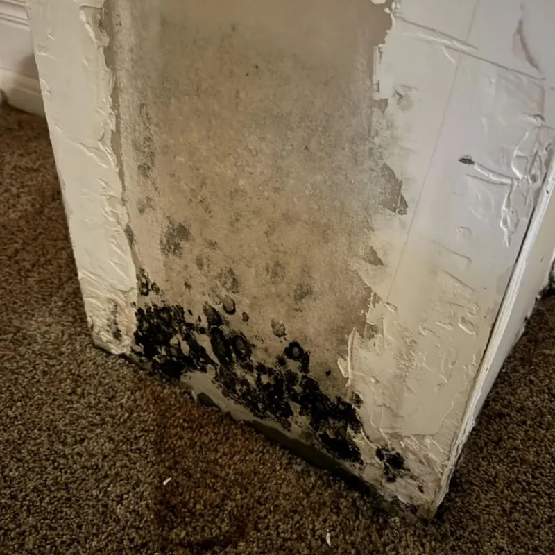 Professional Mold Removal in Oconto, WI